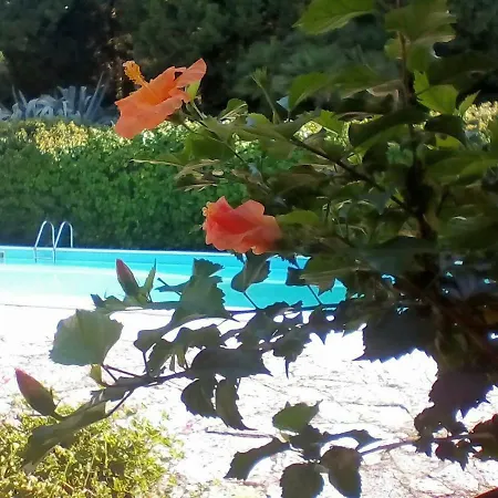 Dall Acqua